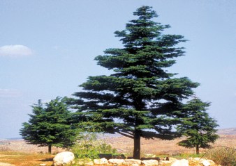 lebanese-cedar-1