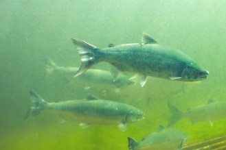 41580792120_55e8f94773_o