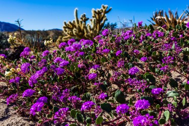 32271028357_67fe0bb2e1_o