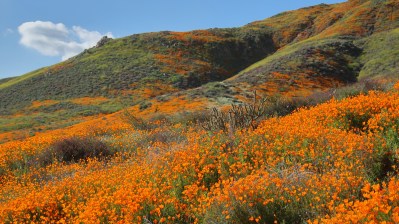 47334831042_1a018dcbd7_o