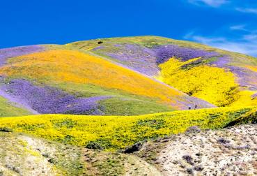 Superbloom_at_Carrizo
