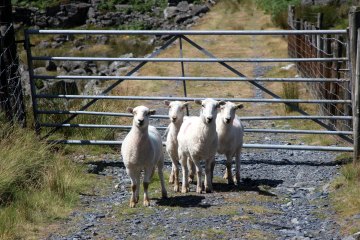 198106509_10670986ae_o